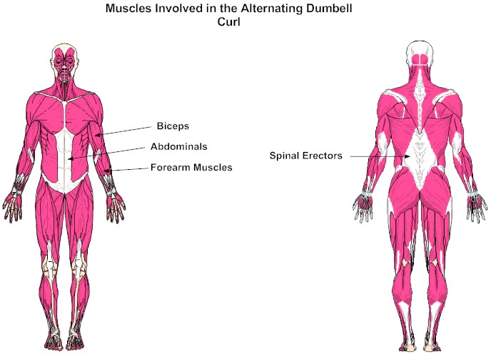 Alternating Dumbell Curl Muscles